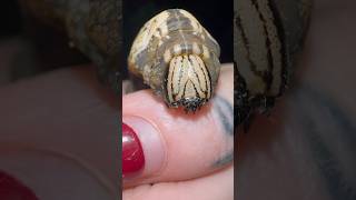 Huge BROWN Caterpillar friend Going into pupation moths hawkmoth caterpillar [upl. by Cecil]