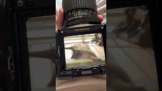 Use pentax 67ii to shoot Siamese cats at home [upl. by Jocelyn]