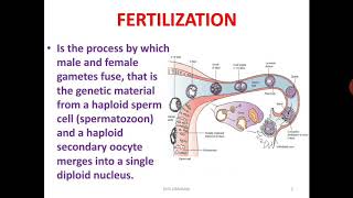 FERTILIZATION EMBRYOLOGY [upl. by Stockwell463]