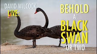 David Wilcock LIVE Behold a Black Swan Or Two [upl. by Ttennaej]