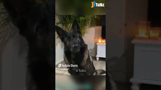 Animal Fundub Part 133 🤣🤣  Malayalam Fundub  ©Ji Talkz  Jijith Elamadu malayalamfundub shorts [upl. by Blinny741]