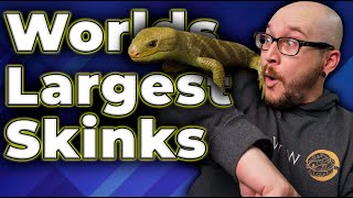 The BIGGEST Skink In The World All About Monkey Tailed Skinks [upl. by Felipa]