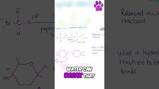 Water is an important metabolite disaccharides monomers alevelbiology biologyrevision edexcel [upl. by Carlee]