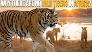 Why There Are No Wild Tigers In Africa [upl. by Januisz]