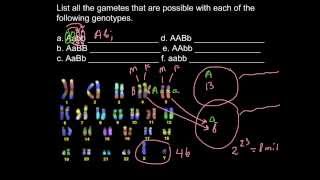 List all the genotypes possible [upl. by Eneleahs522]