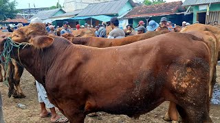 13500‼️BAKALAN JOGROG PERSIAPAN QURBAN  Harga sapi jantan mulai ada kenaikan  Pasar Tuban [upl. by Maggee]