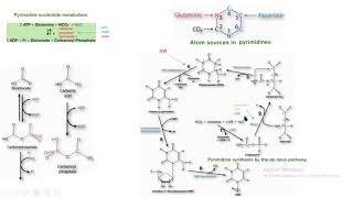 síntesis de novo pirimidinas bioquímica biochemistry [upl. by Megen]