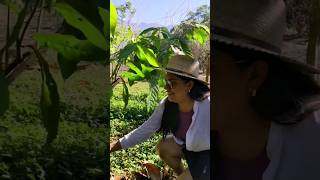 En la Mixteca Oaxaqueña hay cacao 🌱🍫 [upl. by Hedvige]