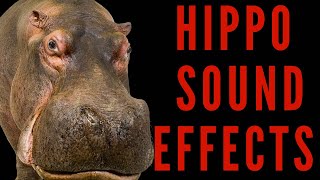 HIPPOPOTAMUS SOUND EFFECTS  Hippo Sound  maktubytv [upl. by Hsot374]