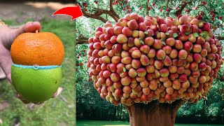 How To Grafting Apple with Orange Tree To Make Amazing Fruit [upl. by Burrill]