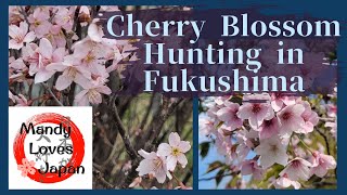 Cherry Blossom Hunting in Fukushima [upl. by Butler]