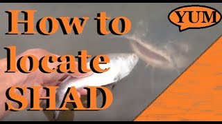 How to locate shad  Where do they usually hangout [upl. by Atenek107]