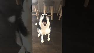 Husky screaming compilation  IWantToBeABillionaire [upl. by Neufer]