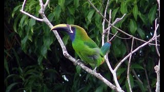 Bluethroated toucanet singing and dancing  A subspecies of the Emerald Toucanet [upl. by Ohce]