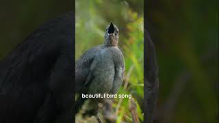 lyrebird bird birds birdwatching lyrebirdsound nature birdwatcher birding birdsong [upl. by Georg]