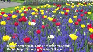 Muscari Ameniacum Grape Hyacinths mixed with double tulips Swimming Doubles Collection [upl. by Sitruc]