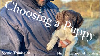 How to choose a spaniel puppy [upl. by Nylyak]