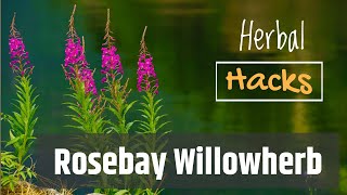 Rosebay Willowherb  Great For Stomach Upsets [upl. by Latsirc]