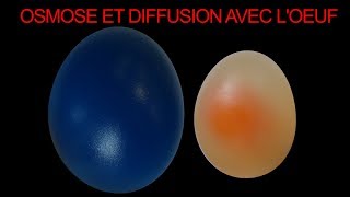 Osmose et diffusion passive avec lœuf de poule SVT Hervé Kempf lycée de lElorn [upl. by Margy877]