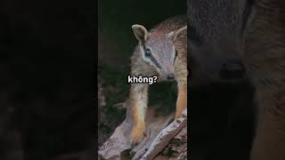 Top 3 sự thật thú vị về loài Numbat facts youtubeshorts animals shortvideo khampha funnyanimal [upl. by Sregor]