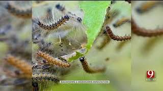 Lawncare Expert Shares Tips On Managing Pest Infestations [upl. by Suoicserp]