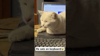 He sats on keyboard 😼cat digitalcats laptop manager catsofyoutube catstype type keyboard [upl. by Radack]