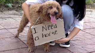 Watch the heartwarming moment this dog realizes hes being adopted  Dog rescue story [upl. by Barn29]