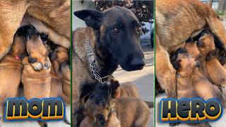 Belgian Malinois Linda feeding puppies [upl. by Vedetta]