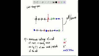 What is the resting potential and how is it created and maintained page 278 [upl. by Rudy665]