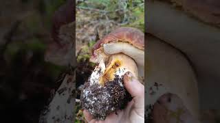 Boletus Pinophilus 🍄 Alias Boletus Pinícola Seta Boletus Boletuspinicola Espora Fungi Nature [upl. by Ttergram930]