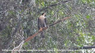 Peregrine Falcon Falco peregrinus ernesti  Male  Chiu S C DSCN2700 [upl. by Anwahsed]