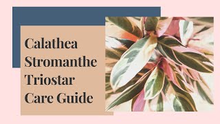 Calathea Stromanthe Triostar Care Guide And Propagation [upl. by Knutson]