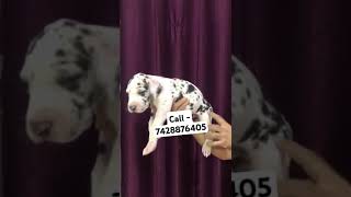 Harlequin Great dane puppies for sale in Delhi ncr beats trap remix mastiff englishmastiff f [upl. by Labannah906]