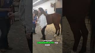 Understanding Ulcers Signs and Remedies for Equines [upl. by Snowber717]