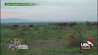 LIVE BUFFALO SAFARI LODGEQUEEN ELIZABETH NATIONAL PARK  DECEMBER 05 2024 [upl. by Ecnarepmet]