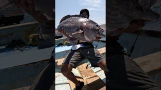 من رحلة سقطرى لصيد الوحوش 😱🔥 fishing shorts [upl. by Phyllida803]