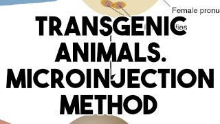 Transgenic animals DNA micro injection method [upl. by Elokcin839]