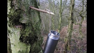 Harvesting Birch Sap amp Making Chaga Tea [upl. by Iva]