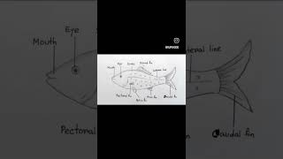 Anatomy of fish🐠🐋🐟viralvideo shortvideo anotomy biology biolovers science [upl. by Eirffej]