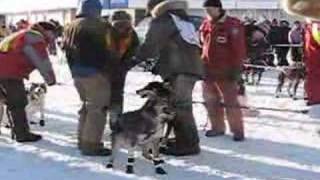 Yukon Quest Sled Dog Race 2007 [upl. by Ahsats607]