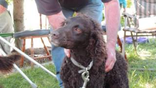 Murray River Curly Coated Retriever Victorian Meet 2013 [upl. by Ayres]