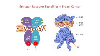 Part2 Estrogen Receptor Signalling in Breast Cancer [upl. by Bohner]