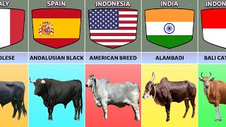 Cattle Breeds From Different Countries [upl. by Geordie]