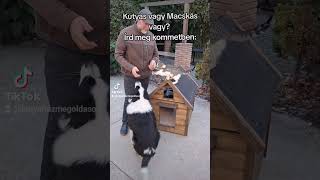 Kutyás vagy Macskás vagy kutyahazmegoldasok diy pets kutya macska kutyaház fűtöttkutyaház [upl. by Ahtamat]