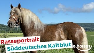 Das Süddeutsches Kaltblut im Rasseportrait [upl. by Chapa688]