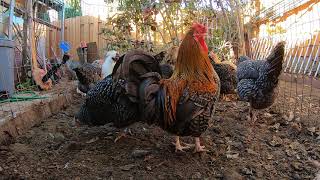 Chickens Making Noise Backyard Chickens Hens Clucking Roosters Crowing [upl. by Shalna]