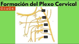 Plexo Cervical Primera Parte [upl. by Aramoy]