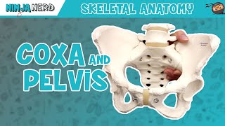 Coxa amp Pelvis Anatomy [upl. by Anertal439]