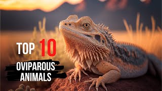 Top 10 Animals That Lay Eggs [upl. by Carlina]