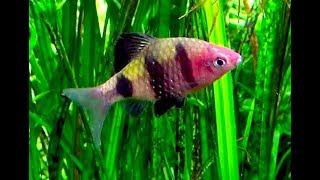 ブラックルビー Black ruby barb Pethia nigrofasciataPuntius nigrofasciatus [upl. by Gentry]